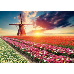 Dėlionė (puzzle)1500 TULPIŲ PEIZAŽAS 12-99 metų Dėlionė (puzzle)1500 TULPIŲ PEIZAŽAS 12-99 metų