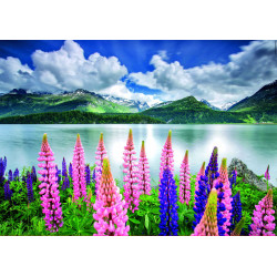 Dėlionė (puzzle) 1500 LUPINS on LAKE SILS, SWITZERLAND 14-99metų Dėlionė (puzzle) 1500 LUPINS on LAKE SILS, SWITZERLAND 14-99metų