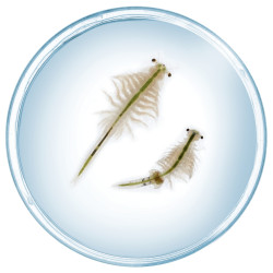 Smagus mokslas SALTWATER CREATURES 8-12 Smagus mokslas SALTWATER CREATURES 8-12